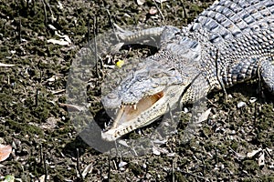 Saltwater crocodile, Crocodylus porosus