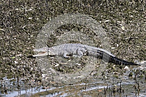 Saltwater crocodile, Crocodylus porosus