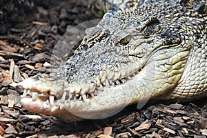 Saltwater crocodile (Crocodylus porosus)