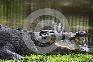 Saltwater Crocodile (Crocodylus porosus)