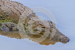 The saltwater crocodile Crocodylus porosus, also known as the estuarine crocodile, Indo Pacific crocodile, Yala National Park,