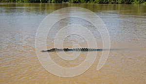 Saltwater Crocodile in Australian Top End river photo
