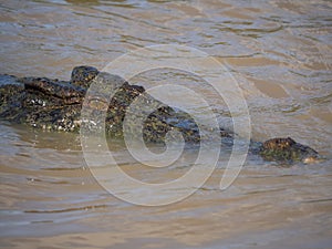 Crocodile head surfacing in top end Australian river photo