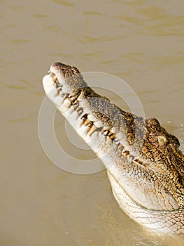 Saltwater Crocodile (crocodylus porosus) Australia