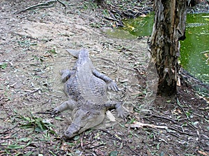 Saltwater crocodile Crocodylus porosus in Australia