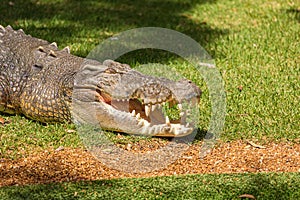 Saltwater crocodile Crocodylus porosus  a crocodilian basking in the sun