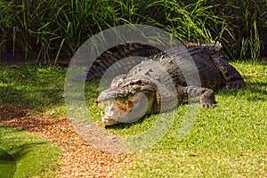 Saltwater crocodile Crocodylus porosus is a crocodilian native to saltwater habitats