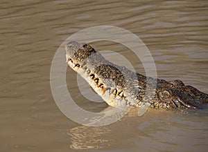 Saltwater crocodile head showing teeth and jaws photo