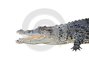 saltwater crocodile, crocodylus porosus, jaws open wide