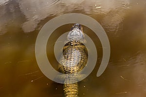Saltwater crocodile Crocodylus porosus lurking in the water
