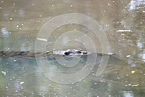 Saltwater crocodile, Crocodylus porosus, in muddy water