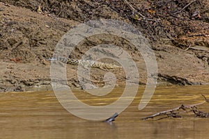 Saltwater crocodile Crocodylus porosus near Kinabatangan river, Sabah, Malays