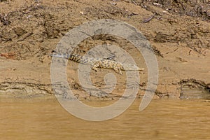 Saltwater crocodile Crocodylus porosus near Kinabatangan river, Sabah, Malays