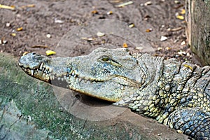 Saltwater crocodile Crocodylus porosus in a river, portrait, Daintree Rainforest,