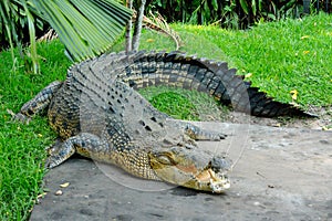 Saltwater crocodile Crocodylus porosus