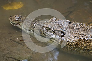 Saltwater crocodile Crocodylus porosus or Saltwater crocodile or Indo Australian crocodile or Man-eater crocodile.