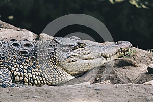 Saltwater crocodile Crocodylus porosus or Saltwater crocodile or Indo Australian crocodile or Man-eater crocodile.