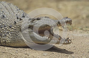 Saltwater crocodile, Crocodylus porosus