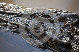 Saltwater Crocodile Head Close-up