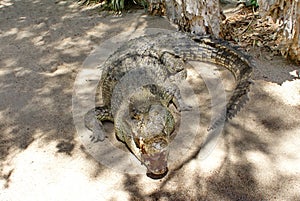 Saltwater crocodile with its mouth open