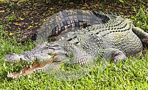 Saltwater crocodile in Kakadu