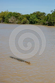 saltwater crocodile in Kakadu National Park in Australia& x27;s Northern Territory photo