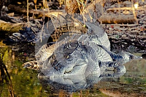 Saltwater Crocodile in Kakadu National Park, Northern Territory, Australia