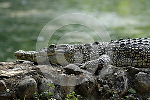 Saltwater crocodile photo