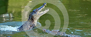 Saltwater crocodile leap out of the water