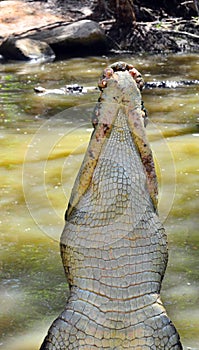 Saltwater crocodile leap out of the water