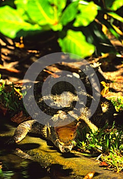 Saltwater Crocodile with Open Mouth