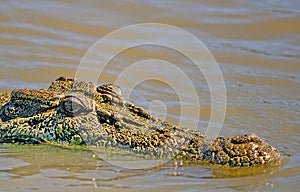 Saltwater crocodile Outback Australia