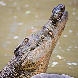 Saltwater crocodile, QLD, Australia