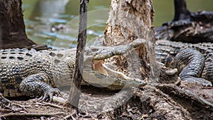 Saltwater crocodile, QLD, Australia