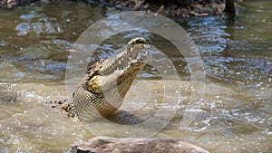 Saltwater crocodile, QLD, Australia