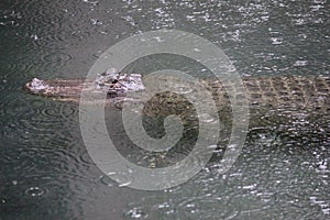 Saltwater crocodile in the rain