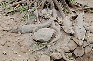 Saltwater crocodile or saltie or estuarine or indo-pacific crocodile or crocodylus porosus photo