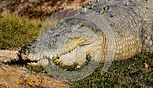 Sunbathing saltwater crocodile or saltie - headshot photo
