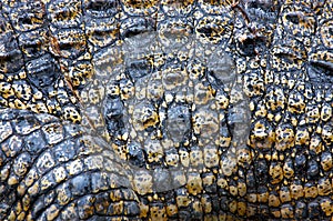 Saltwater Crocodile Skin