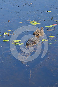 Saltwater Crocodile swimming away in Kakadu