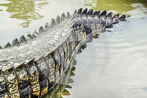 Saltwater crocodile tail in a river at public zoo