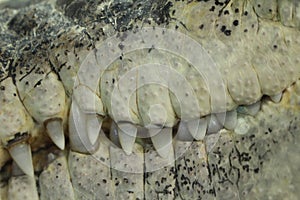 Saltwater crocodile teeth