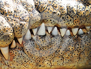 Saltwater crocodile teeth ,queensland,australia photo