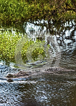 Saltwater crocodile wading through Yellow Water Wetlands