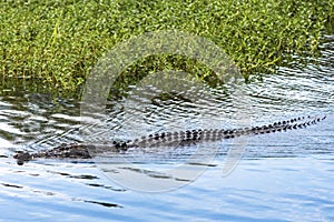 Saltwater crocodile wading through Yellow Water Wetlands