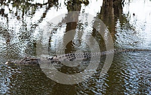 Saltwater crocodile in the water