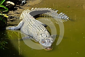 Saltwater crocodile in water