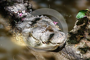 Saltwater crocodile in the water, covered in flower petals. Bali zoo. Indonesia.