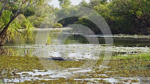 Saltwater Crocodile, Yellow River, Australia