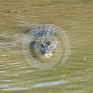 Saltwater Crocodile, Yellow River, Australia